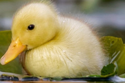 wordpress 配置https后无法登录管理后台及前台页面样式丢失